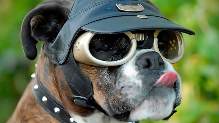 Собака в солнечных очках