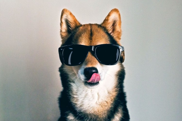 Пес в очках