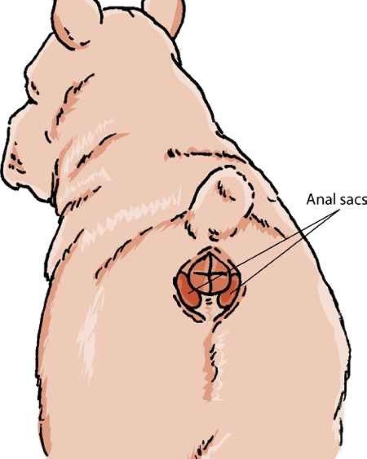 Параанальные железы у собак