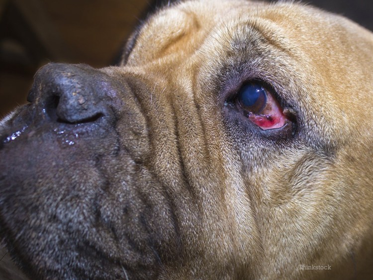 Щенок вид сзади