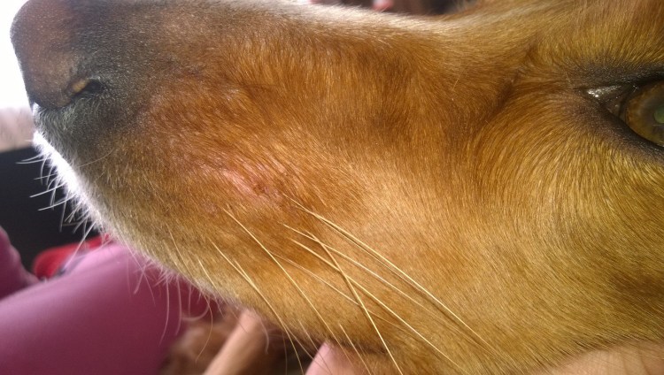 Распухло горло у собаки