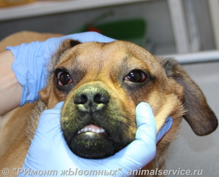 Стригущий лишай (дерматофитоз