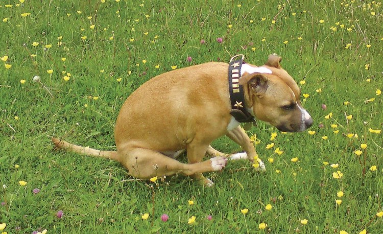 Щитовидная железа у собаки анатомия