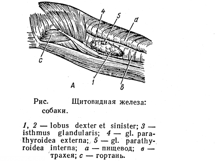 Расположение сосков у кота