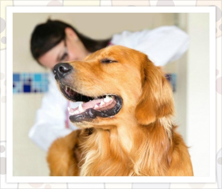 Прочистка параанальных желез у собак