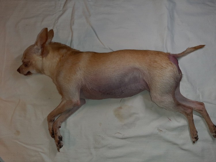 Воспаление желез у собак