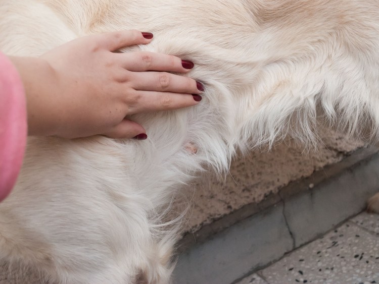 Пищеварительная система собаки схема