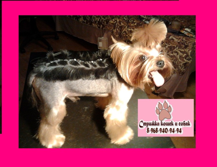 У кота воспаление под хвостом