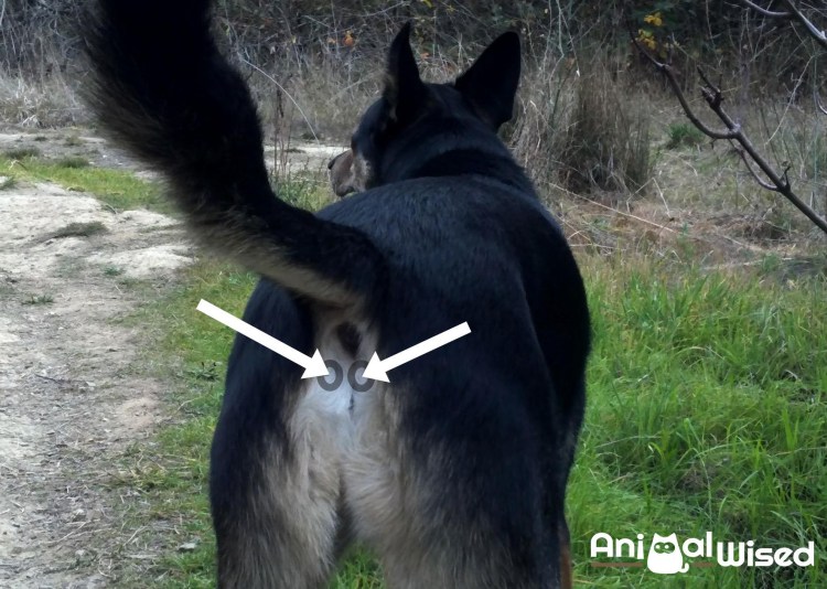 Пироплазмоз (бабезиоз) у собак