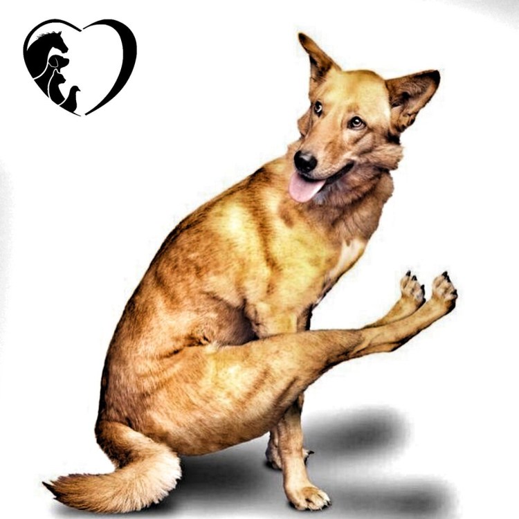 Клинический осмотр животных