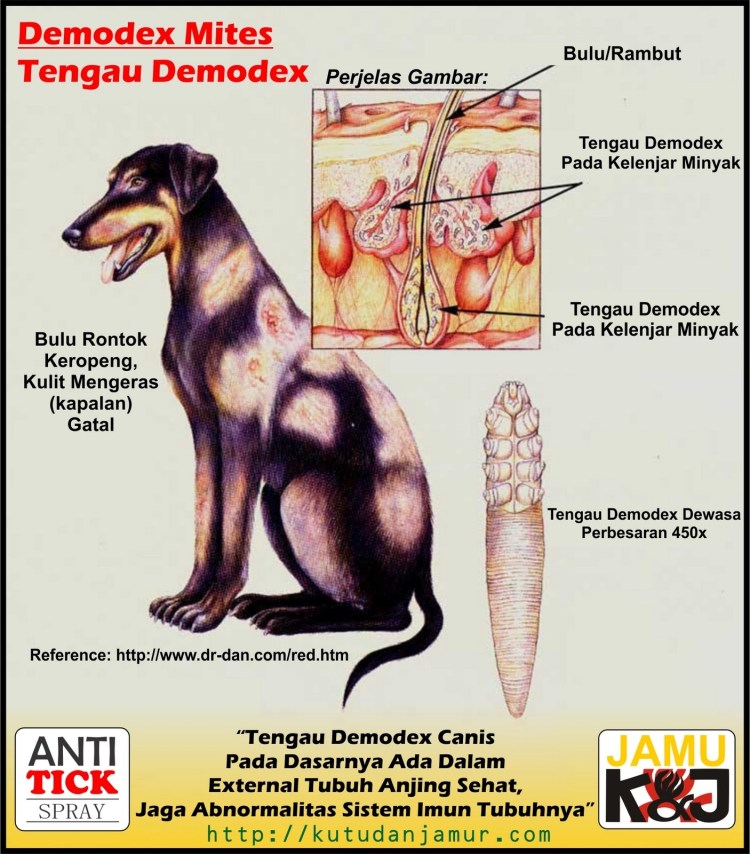 Фото беременной собаки
