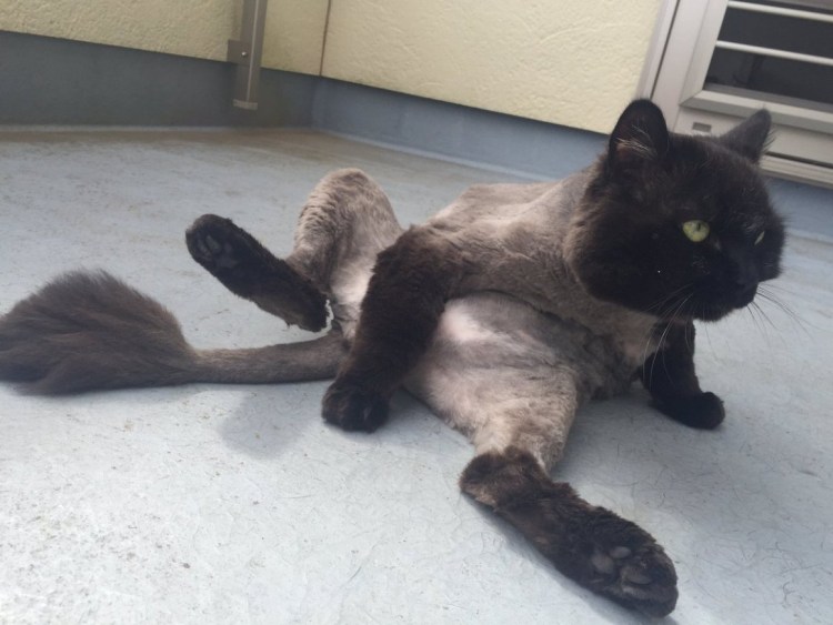 Резиновые кошки для котов