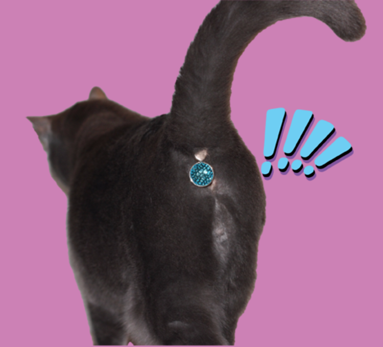 Twinkle Tush для кошек