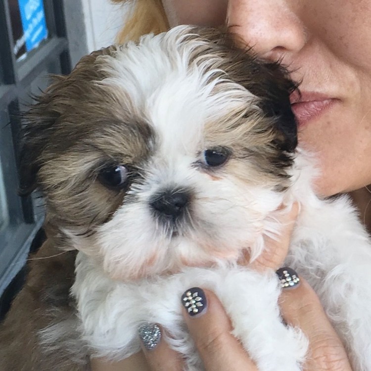 Ши тцу и чихуахуа