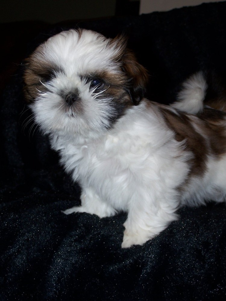 Метис ши тцу