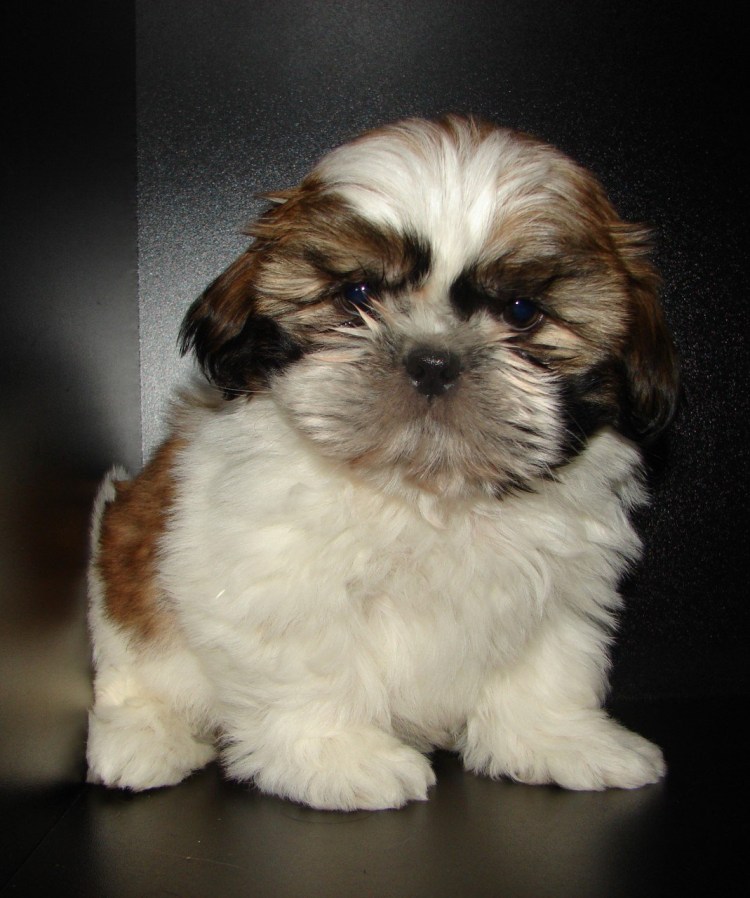 Метис ши тцу