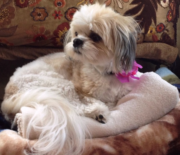 Бишон ши тцу