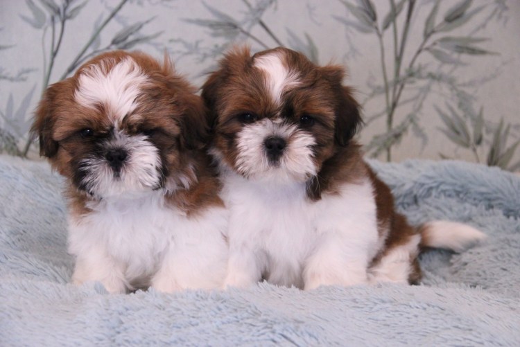 Метис ши тцу