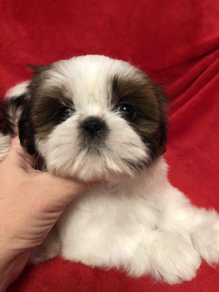 Ши тцу смесь