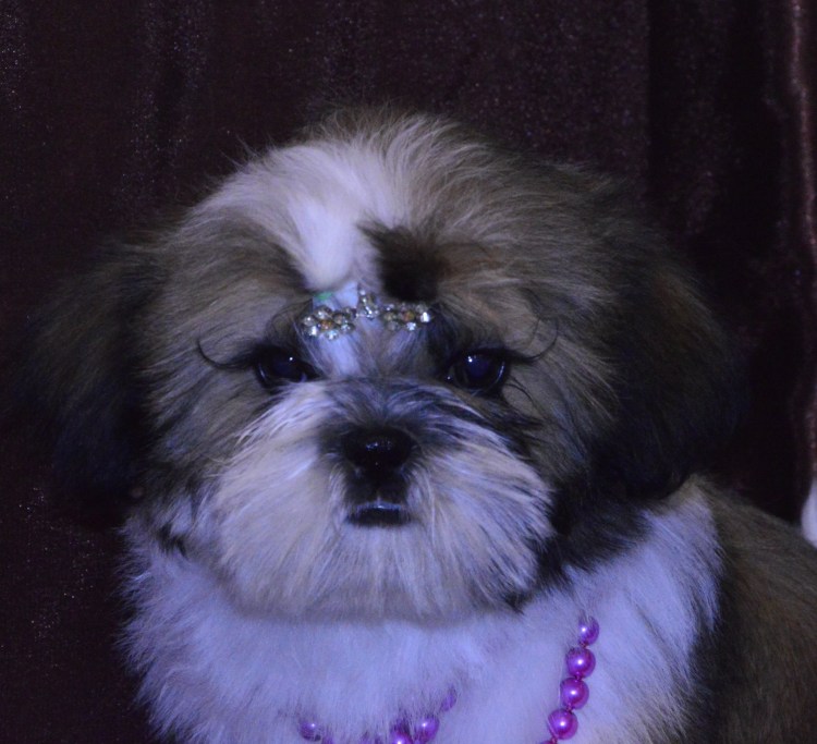 Мальтийская ши-тцу