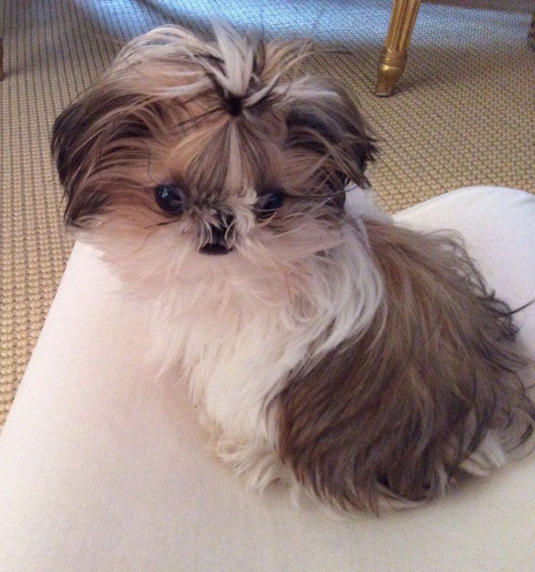 Ши тцу и Йорк