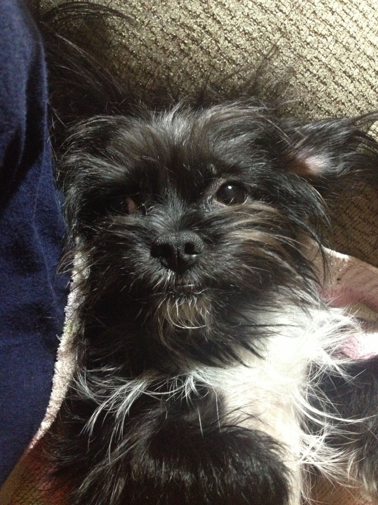 Смесь ши тцу и Йорка