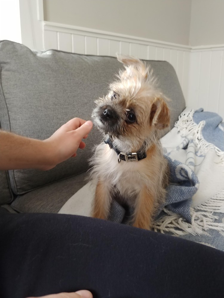 Метис ши тцу и Йорка