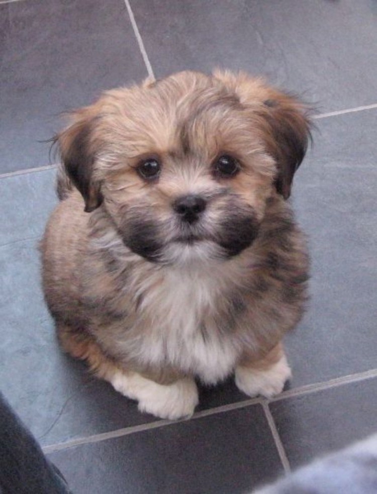 Лхаса Апсо и ши тцу