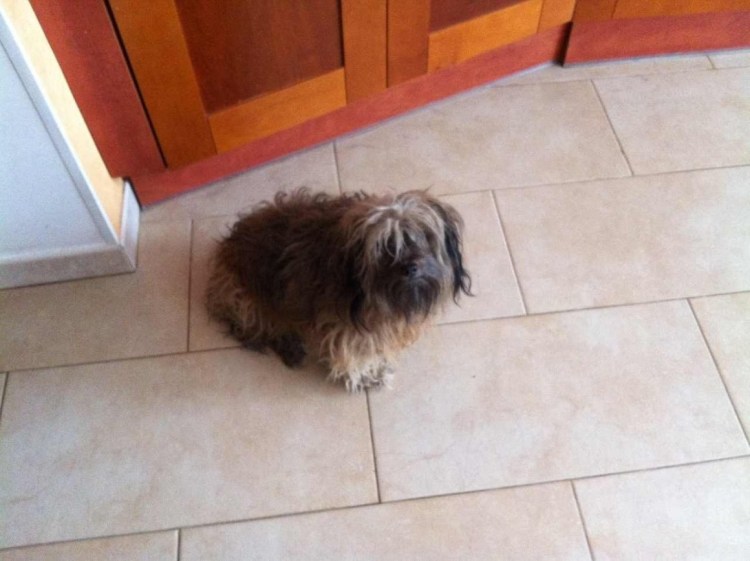 Помесь пекинеса и Болонки