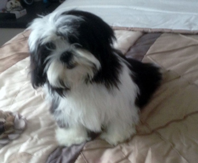 Мальтийская ши-тцу