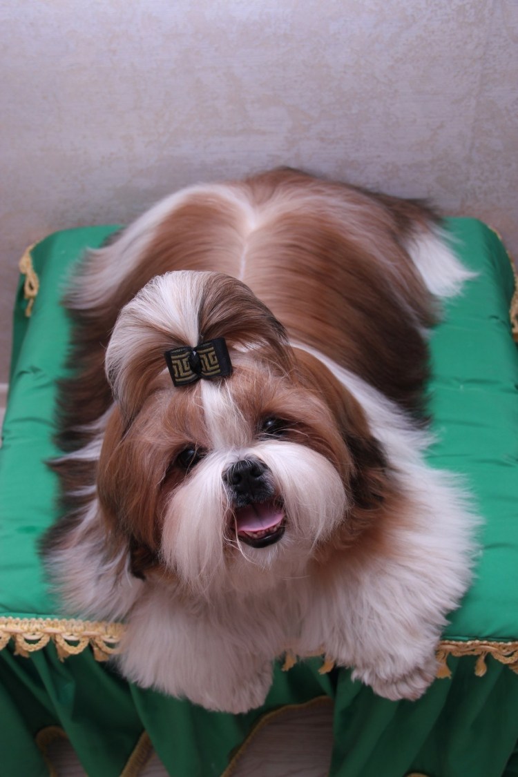 Метис ши тцу