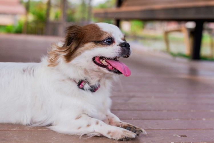 Ши тцу и чихуахуа