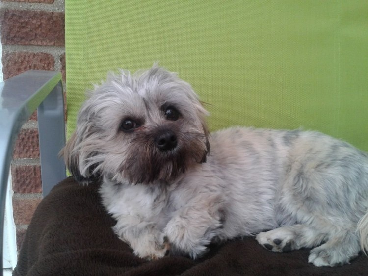 Метис ши тцу Грифон