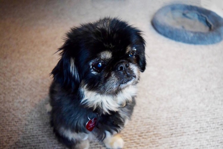 Ши тцу и Пекинес