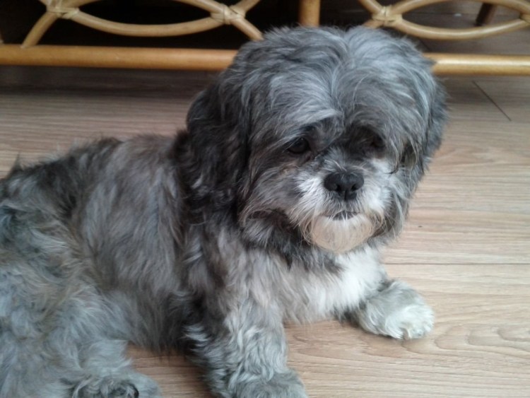 Мальтийская ши-тцу