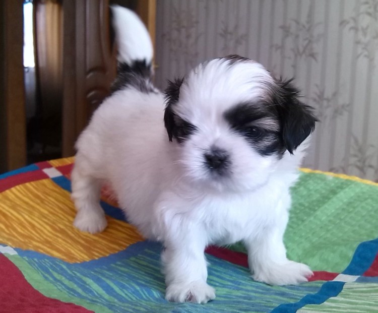 Метиз мальтезе и ши-тцу