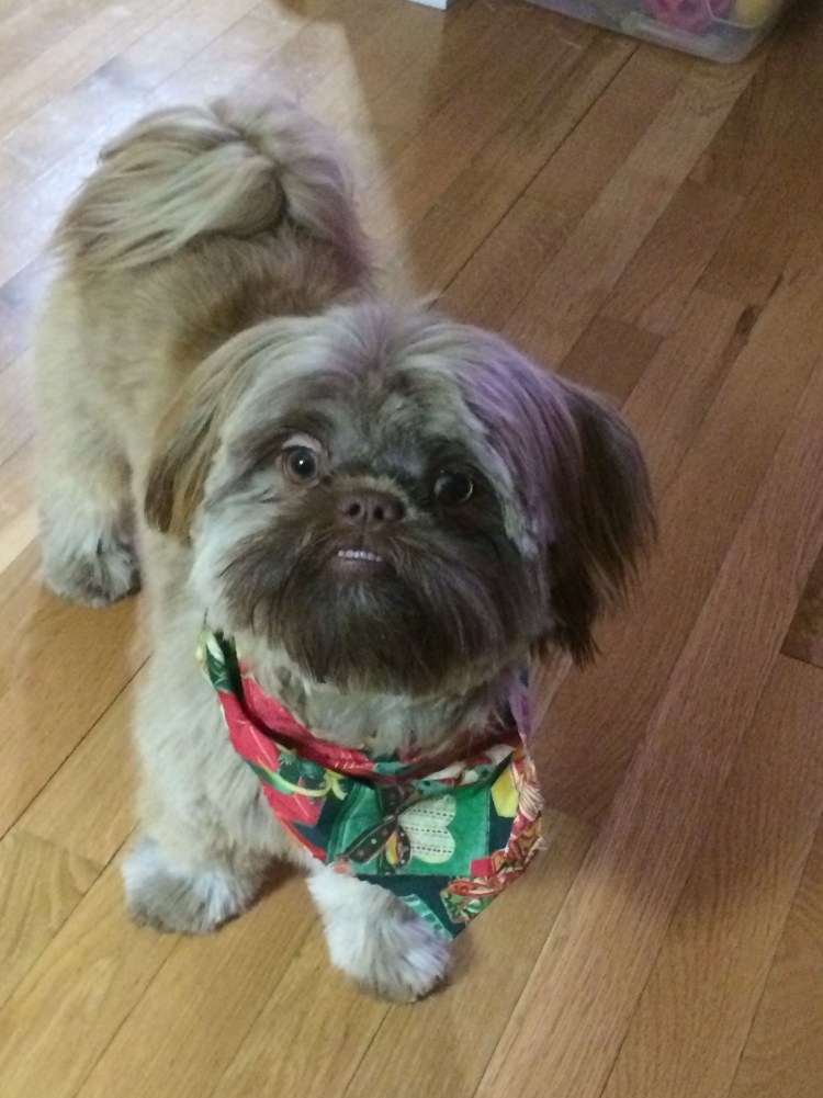 Метис ши тцу и шпица