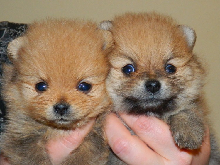 Щенки шпица и Йорка