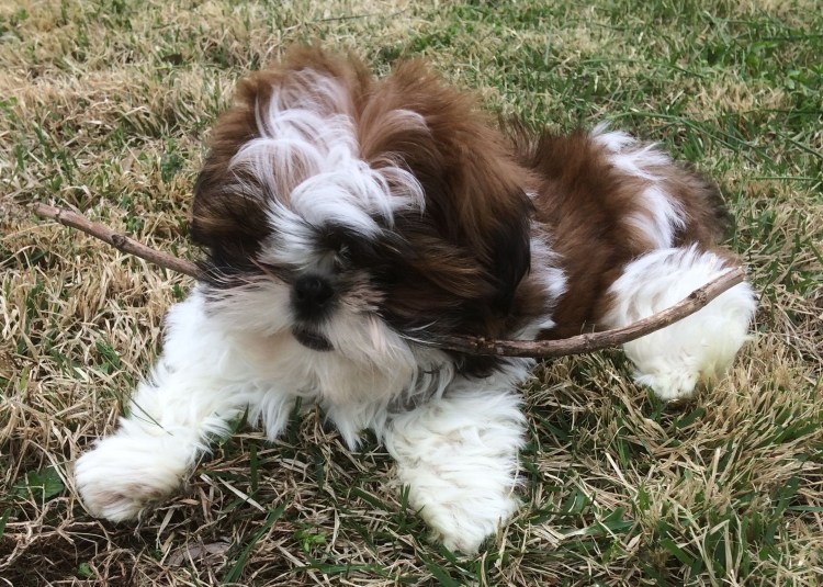 Смесь ши тцу и пуделя