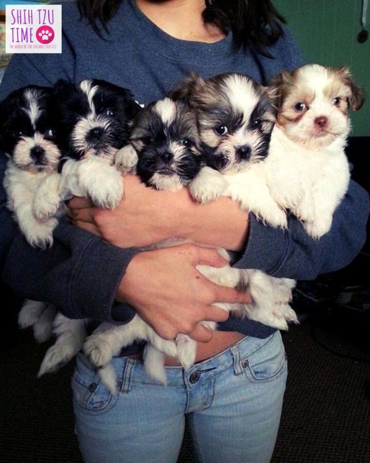 Ши тцу и чихуахуа