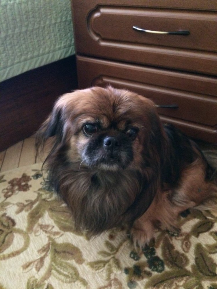 Метис ши тцу и шпица