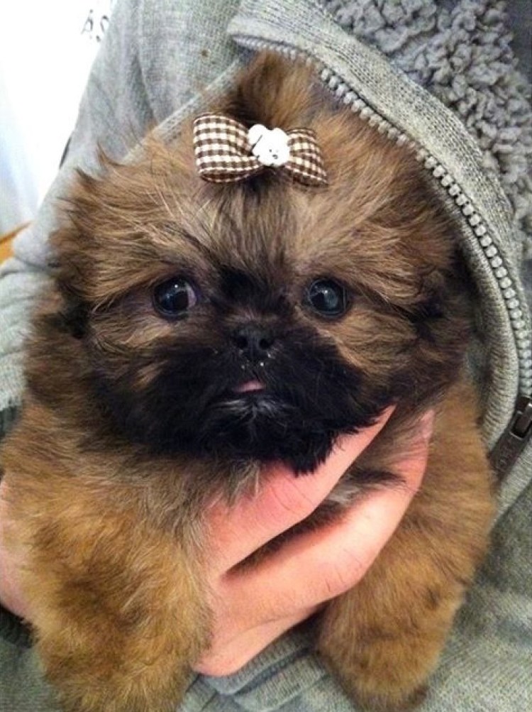 Метис шпица и пекинеса