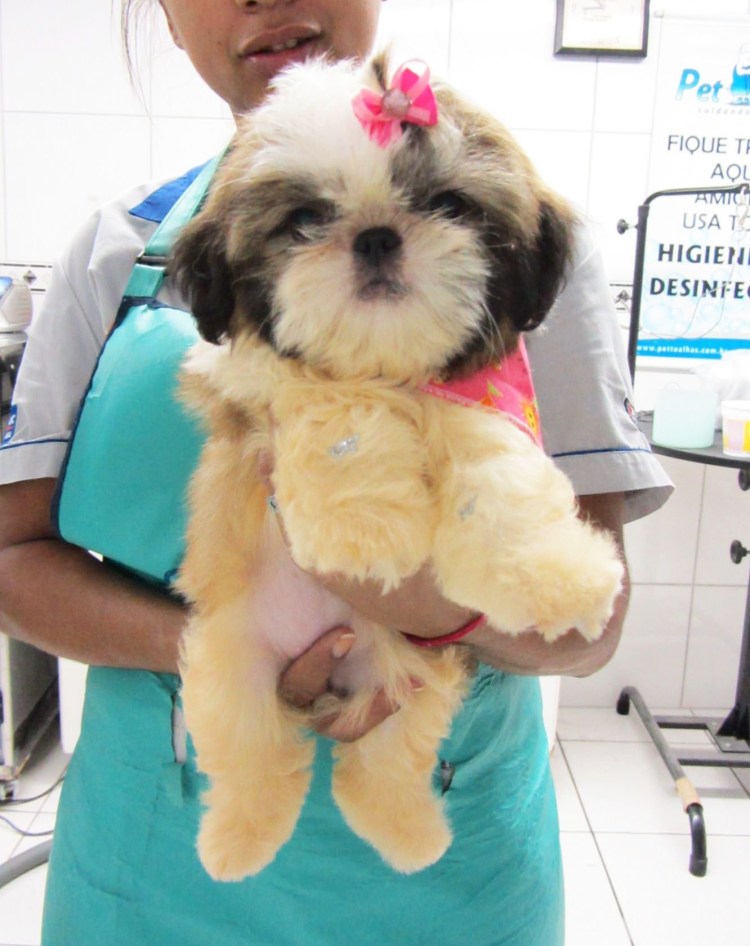 Помесь ши тцу и шпица