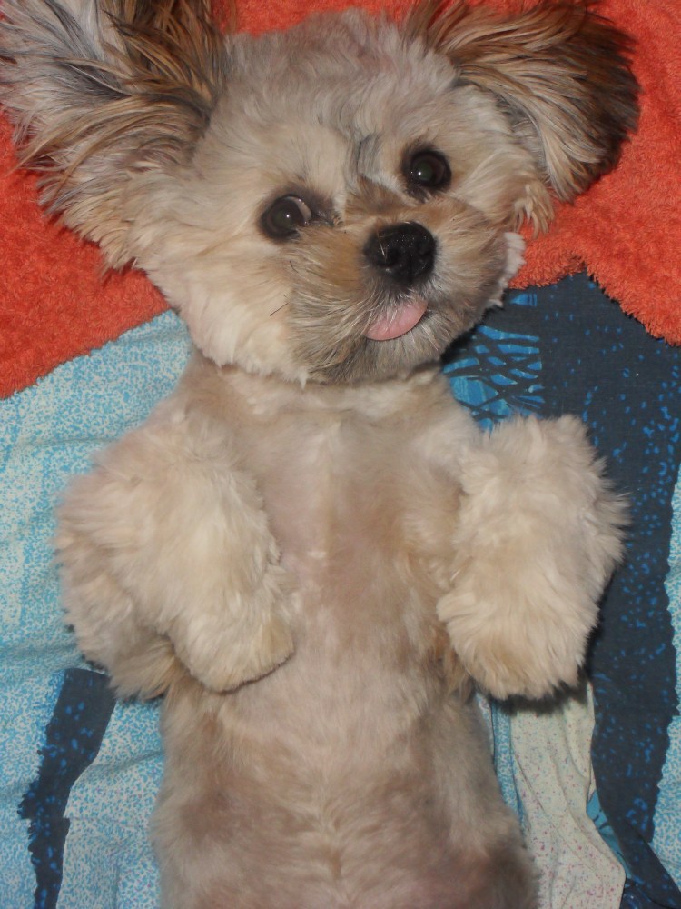 Метис ши тцу и Йорка