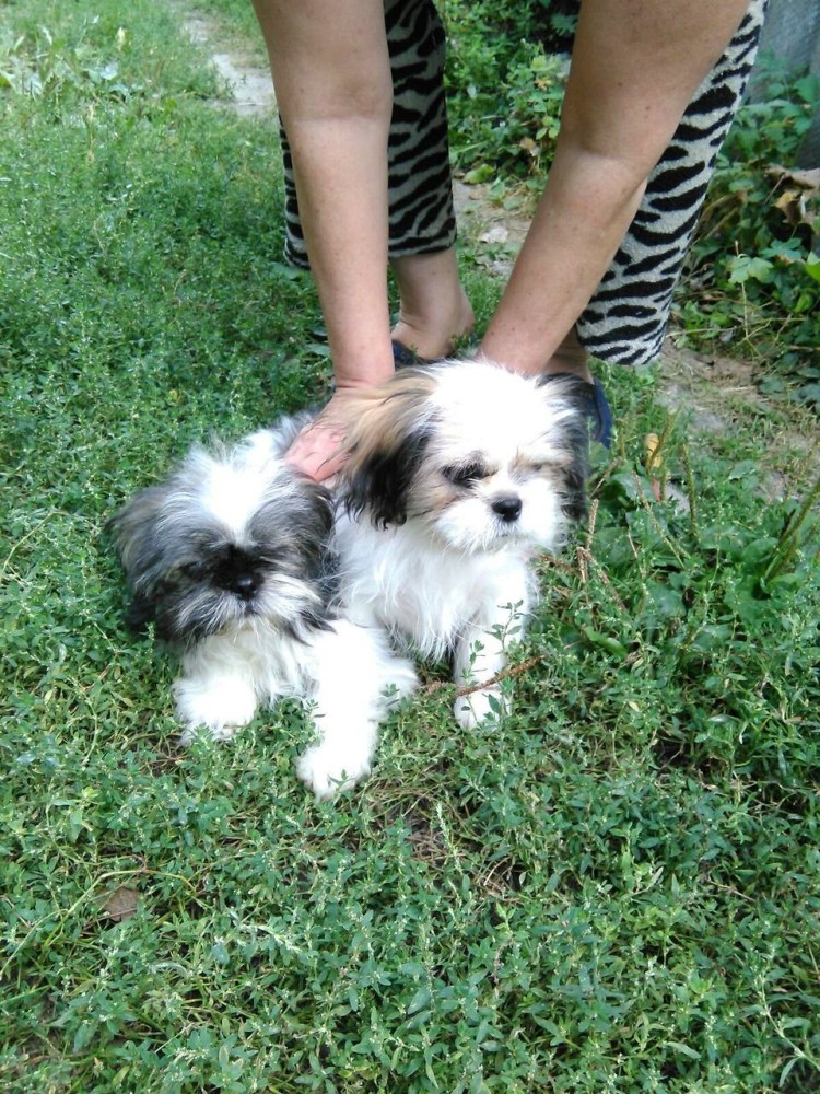 Метис ши тцу и пекинеса