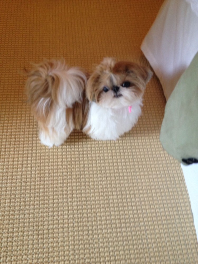 Метис ши тцу