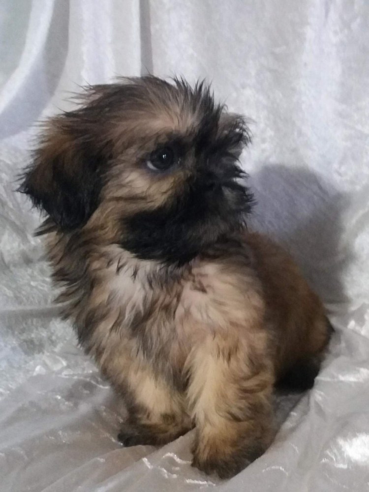 Метис ши тцу и шпица