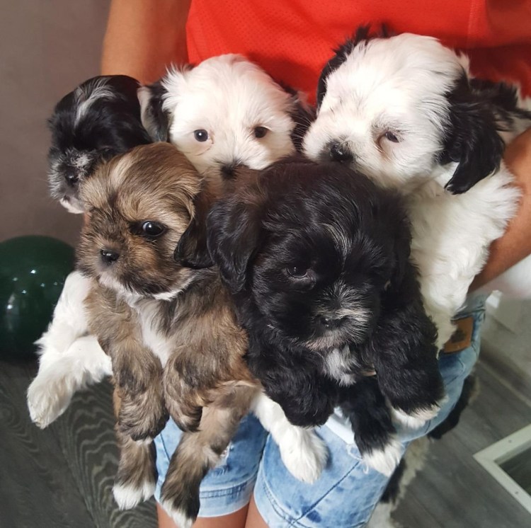 Метис ши тцу