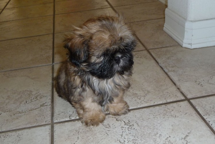 Помесь ши тцу и пекинеса