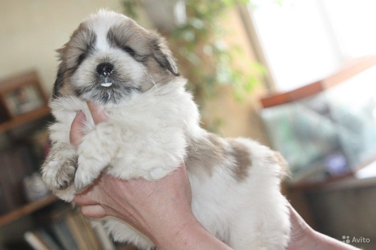 Метис ши тцу